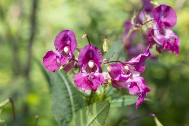 Ormandaki noli-tangere noli-tangere noli-tangere dokunup balsam çiçeği olmayan ormandaki balsam çiçeğine dokunuyor. Zehirli leylak rengi orman çiçekleri. güzel çiçekli doğal arkaplan