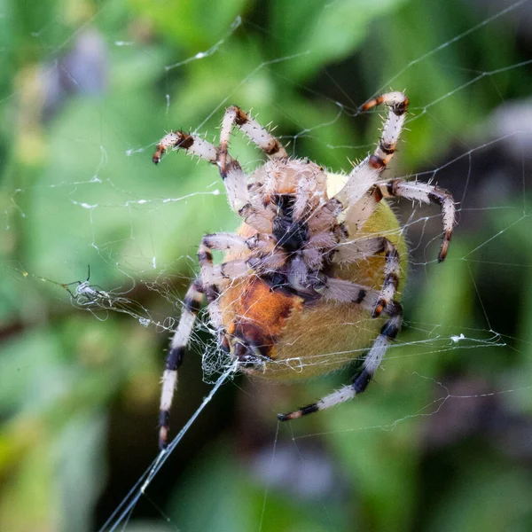 Gros Plan Une Énorme Araignée Araneus Sur Une Toile Araignée — Photo