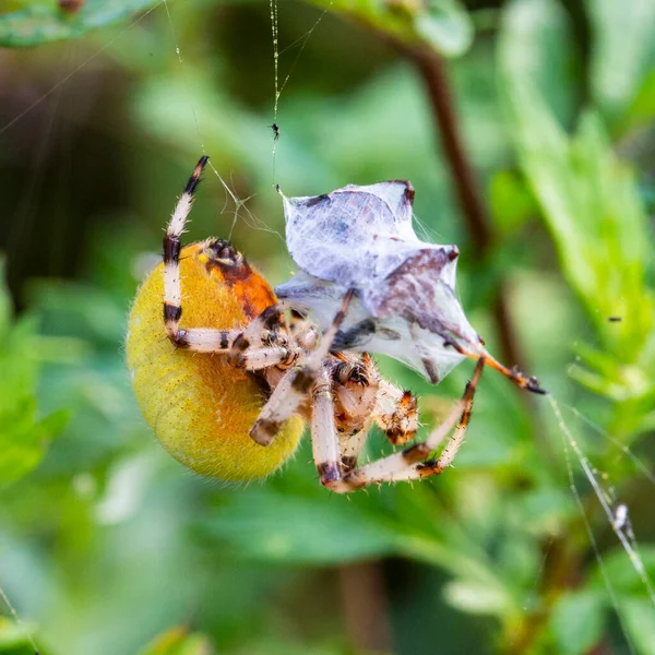 Une Grande Araignée Araneus Femelle Jaune Dans Une Toile Avec — Photo