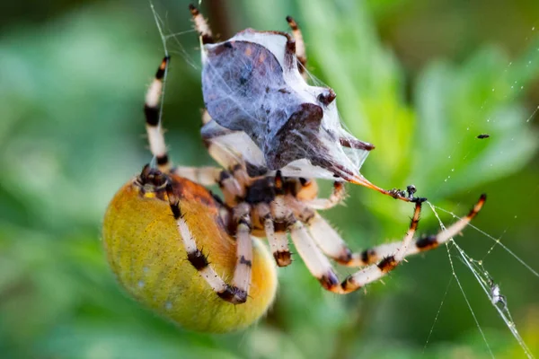 Spider Dégustant Repas Insecte Pris Dans Toile Araignée Araneus Enveloppe — Photo