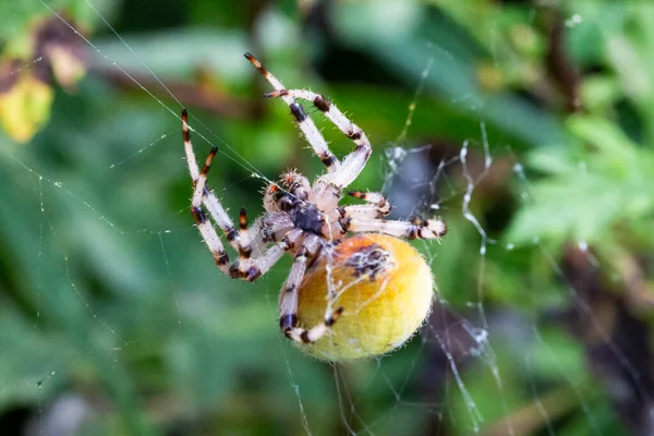 Detailní Záběr Obrovského Pavouka Aranea Pavučině Pavouk Vytvoří Pavučinu Stovky — Stock fotografie