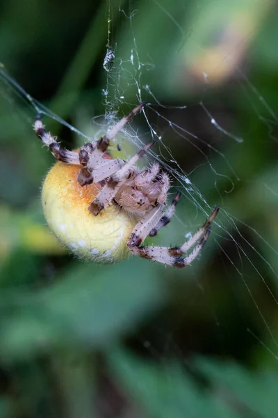 Araneus Araña Hembra Tela Una Enorme Hembra Araneus Araña Color —  Fotos de Stock