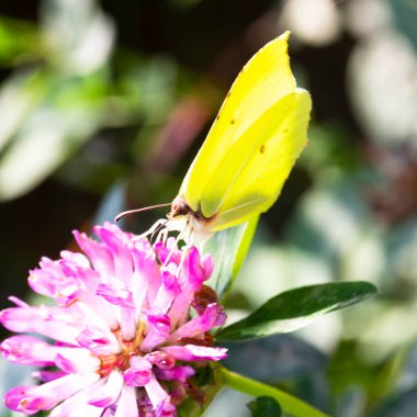 Sarı kelebek pembe yonca çiçeğinin üzerinde, yaz ve bahar arkaplanı, yaz zamanı