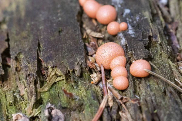 Lycogala Epidendrum Slime Mold Inedible Mushroom Myxomycota Department Small Pink — Stock Photo, Image