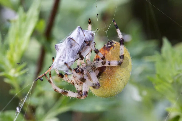 Velká Žlutá Samice Pavouka Aranea Pavučině Kořistí Úspěšný Lov Potrava — Stock fotografie