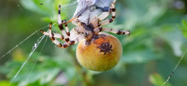 Örümcek Ağına Yakalanmış Bir Böceğin Yemeğinin Tadını Çıkarıyor Araneus Örümceği — Stok fotoğraf