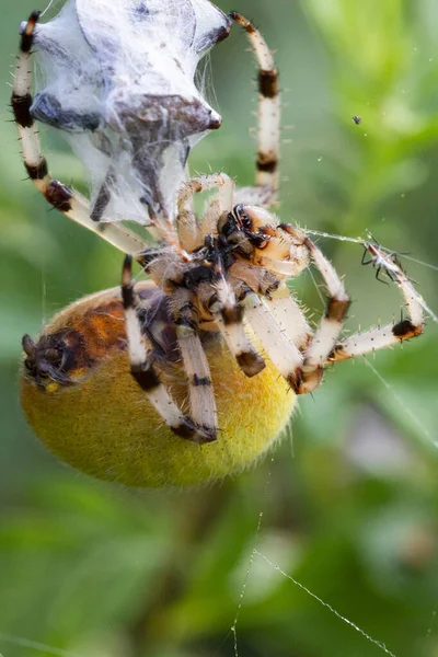 Die Spinne Genießt Die Mahlzeit Eines Insekts Das Ihrem Netz — Stockfoto