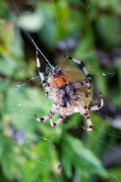 Pavoučí Samice Araneus Pavučině Obrovská Samice Pavouka Araneus Pavučině Žlutá — Stock fotografie