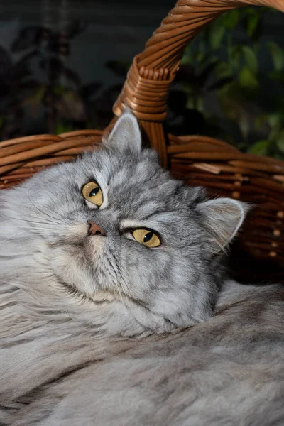 Μια Όμορφη Χνουδωτή Σκωτσέζικη Γάτα Ίσια Αυτιά Αναπαύεται Στο Κρεβάτι — Φωτογραφία Αρχείου