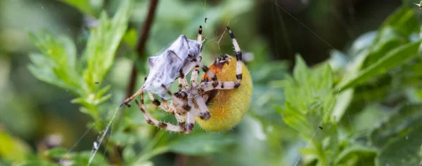Pavoučí Kanibalismus Samice Zahradní Pavouk Araneus Diadematus Zabila Samce Kopulaci — Stock fotografie