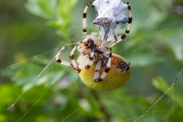 Cannibalisme Araignée Femelle Araignée Jardin Araneus Diadematus Tué Mâle Après — Photo