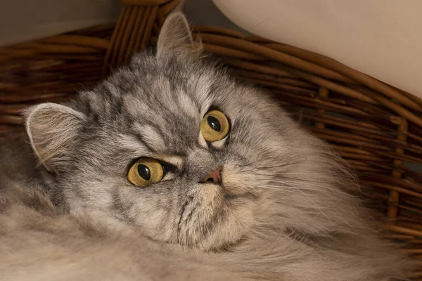 복슬복슬 스코틀랜드인 고양이가 바구니에 고양이의 침대에서 — 스톡 사진