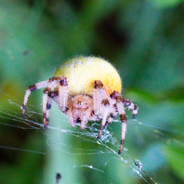 Pavoučí Samice Araneus Pavučině Obrovská Samice Pavouka Araneus Pavučině Žlutá — Stock fotografie