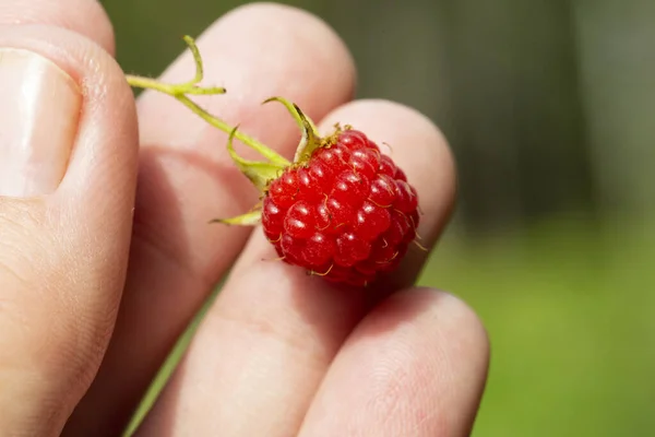 Close Hand Child Harvesting Red Ripe Raspberry Harvesting Raspberries — Stock Photo, Image