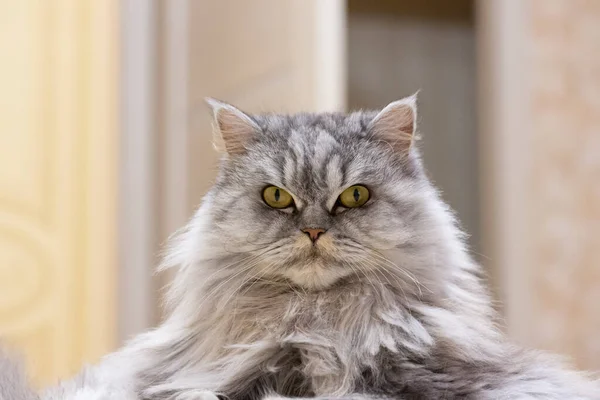 Porträt Einer Vollblutkatze Eine Flauschige Graue Katze Mit Einem Hochmütigen — Stockfoto
