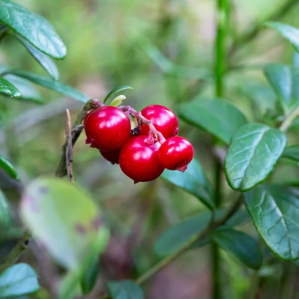 Lingonberry Growing Forest Closeup Ripe Red Lingonberry Berry Wild Rain — Stock Photo, Image