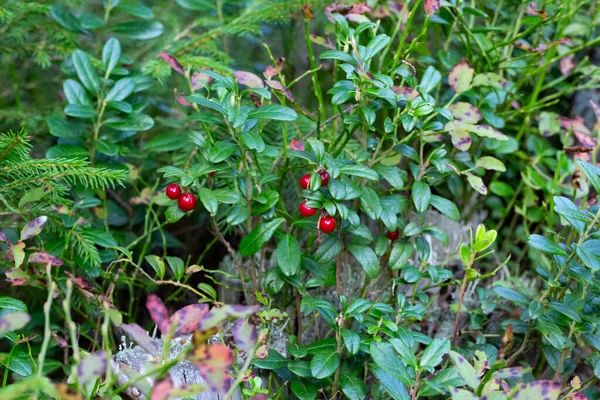 Beautiful Scene Growing Berries Lingonberries Forest Close Lingonberry Plants Ripe — Stock Photo, Image