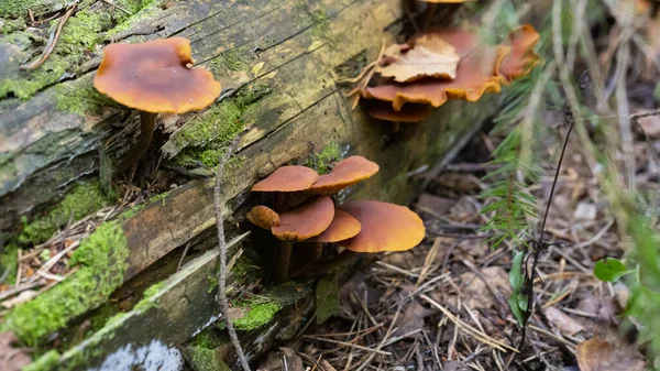Kluster Gymnopilus Junonius Fungi Nsw Australien — Stockfoto
