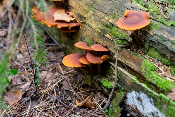 Cluster Gymnopilus Junonius Fungi Nsw Australia — Stock Photo, Image