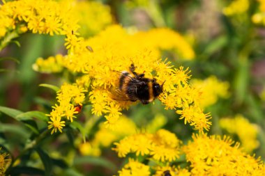 Bumblebee Bombus 'un sarı çiçekli pascuorumu