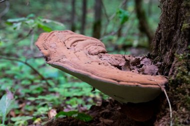 Ölü bir ağaçtaki mantara özgü türler üzerine poliporus.