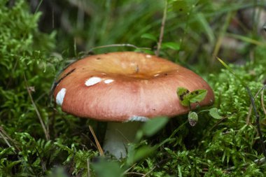 Kanlı Brittlegill mantarı, Russula sanguinea, Russulaceae