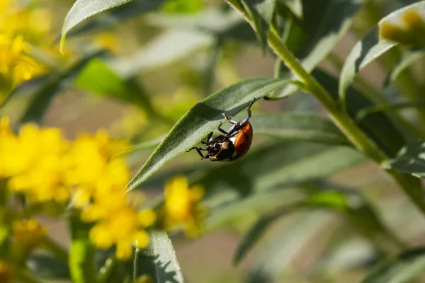 Ladybug Gras Groen Achtergrond — Stockfoto