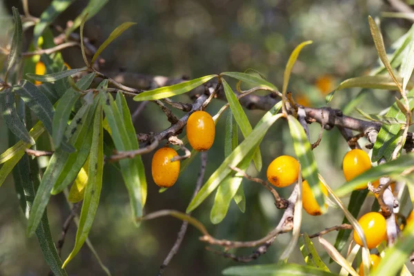 Argousier Poussant Sur Arbre Gros Plan Hippophae Rhamnoides Argousier Fond — Photo