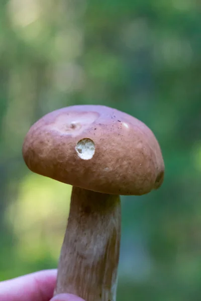 木の中のおいしい真菌ボレトスレチナムの頭蓋骨 — ストック写真