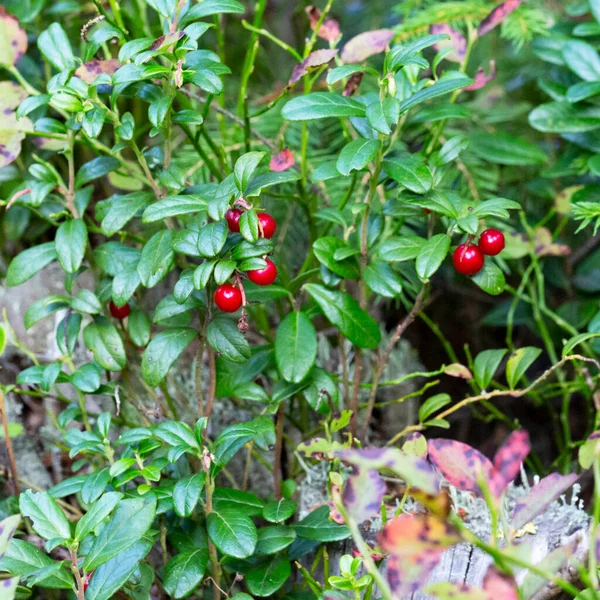 Lingonberry Ripe Berries Branch Forest Swamp — Stock Photo, Image