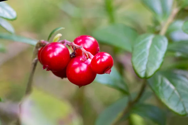 Vaccinium Vitis Idaea Lingonberry Partridgeberry Cowberry Fresh Wild Lingonberry Forest — Stock Photo, Image