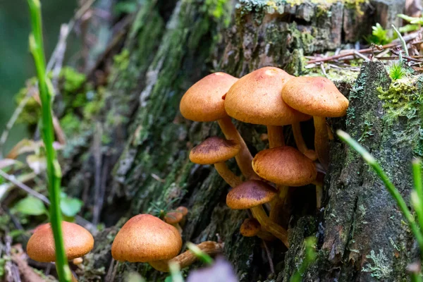 Galerina Marginata Смертельно Отруйний Гриб Лісі — стокове фото