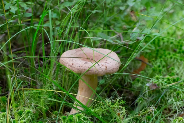 Lactarius Helvus Allmänt Känd Som Bockhornsklöver Mjölkcap — Stockfoto