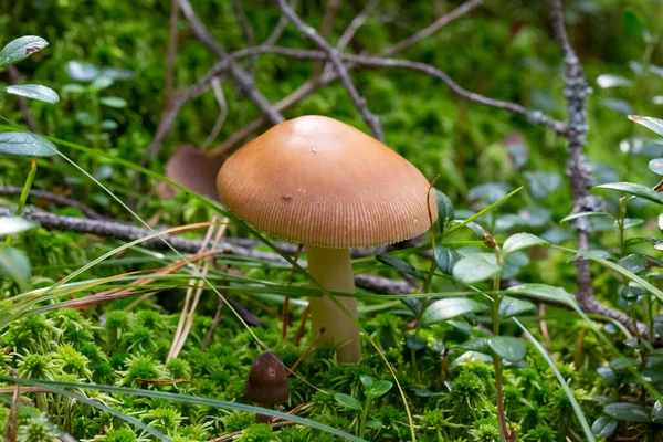 Champiñón Fulva Amanita También Conocido Como Griseta Tawny —  Fotos de Stock