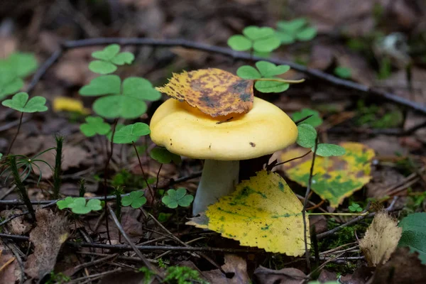 Espécimen Hongo Quebradizo Sangriento Russula Sanguinea Russulaceae —  Fotos de Stock