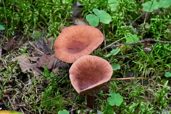 Cogumelos Lactarius Rufus Floresta Vista Perto Outono — Fotografia de Stock