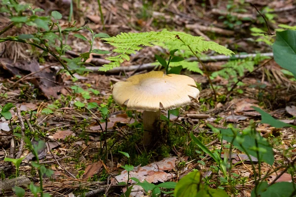 Cogumelo Floresta Alemã Megacollybia Platyphylla — Fotografia de Stock