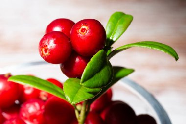 Ağustosta olgunlaşmış yabani kızılorman yaban mersini sürüsü