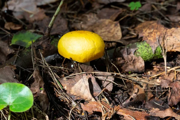 Kanlı Brittlegill mantarı, Russula sanguinea, Russulaceae