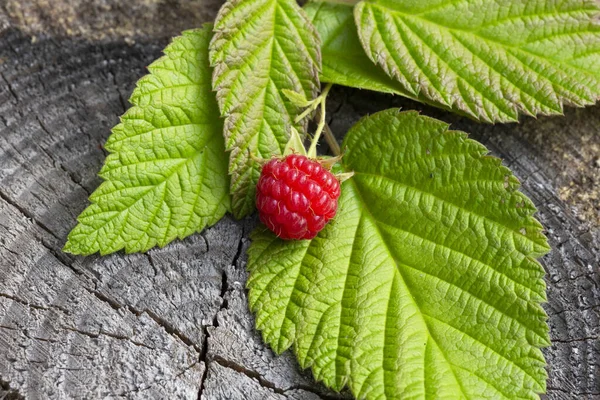 Framboises Fraîches Sur Une Souche Forêt Framboises Mûres Feuilles Vertes — Photo