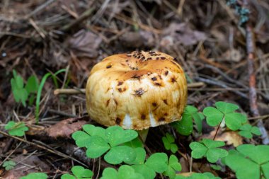Yenilebilir mantar, Valuy lat. Russula ceninleri. Berdsk, Novosibirsk Rusya Rusya Oblastı Ağustos