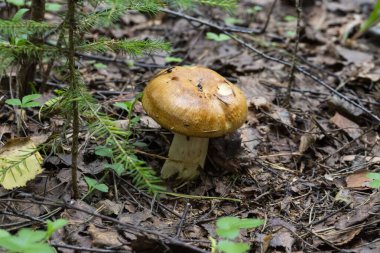 Yenilebilir mantar, Valuy lat. Russula ceninleri. Berdsk, Novosibirsk Rusya Rusya Oblastı Ağustos