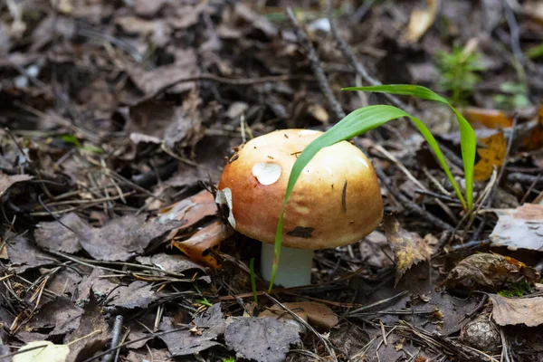 Kanlı Brittlegill Mantarı Russula Sanguinea Russulaceae — Stok fotoğraf