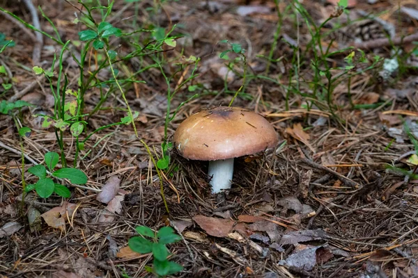 유혈이 버섯의 Russula Sanguinea Russulaceae — 스톡 사진