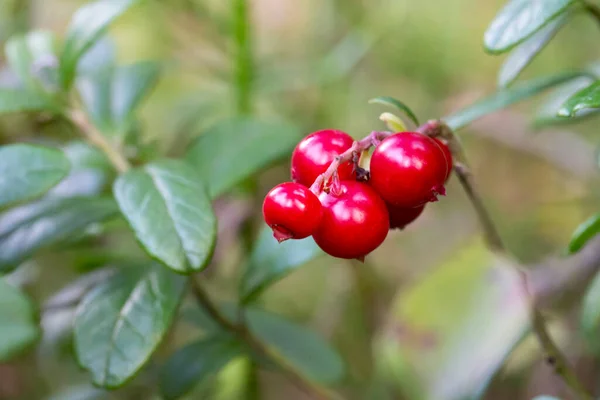 Bunch Wild Ripe Red Forest Lingonberries Bush Forest — Stock Photo, Image