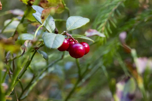 Ripe Lingonberries Vacc Nium Tis Ida Hang Branches Wild Forest — Stock Photo, Image