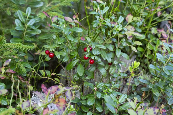 Beautiful Scene Growing Berries Lingonberries Forest Close Lingonberry Plants Ripe — Stock Photo, Image