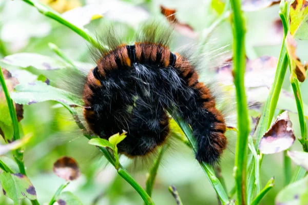 Close Woolly Bear Caterpillar Garden Tiger Moth Great Tiger Moth — Stock Photo, Image