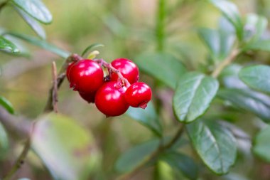 Olgun yaban mersini Vacc nium v tis-ida vahşi ormandaki dallara asılmış. Sonbaharda olgun kırmızı yaban mersini.