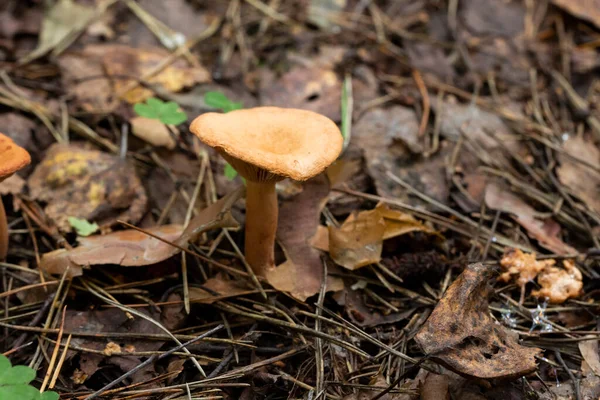 Гриб называется Клитоцибе гибба. Осенний гриб серо-желтого цвета в лесу. — стоковое фото